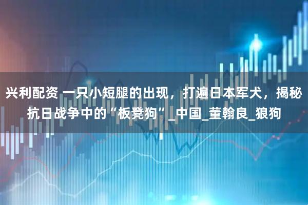兴利配资 一只小短腿的出现，打遍日本军犬，揭秘抗日战争中的“板凳狗”_中国_董翰良_狼狗